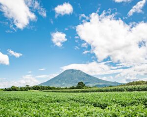 羊蹄山とジャガイモ畑 / 北海道 ニセコ